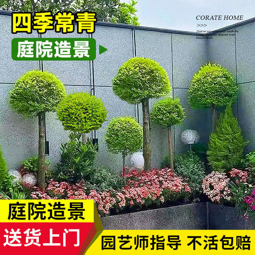 小叶女贞造型树庭院别墅