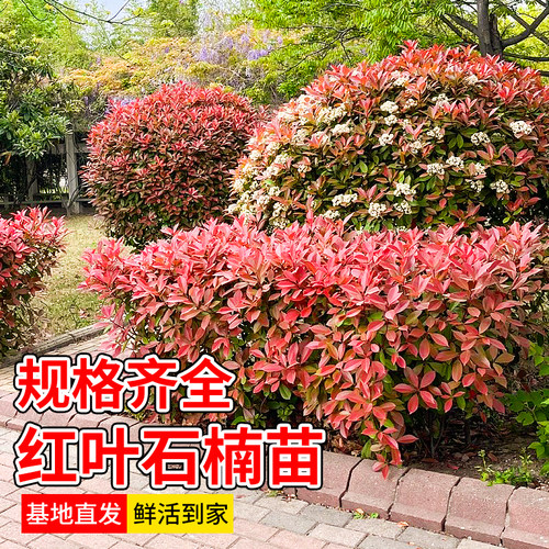 红叶石楠树苗庭院篱笆苗绿化苗木盆栽别墅绿植四季常青红叶石楠球