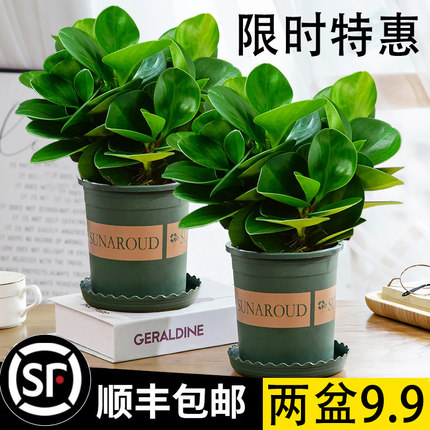 碧玉盆栽室内绿植盆景豆瓣绿好养活客厅桌面绿植四季常青净化空气