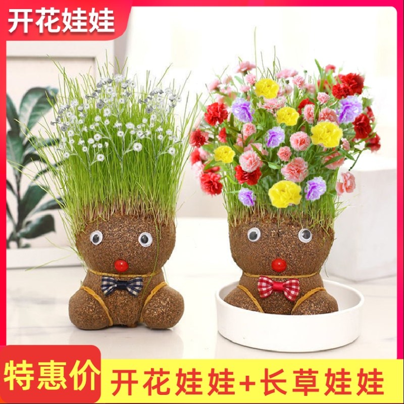 长草娃娃开花种植小盆栽幼儿园儿童 植物宝宝diy种草种子草头趣味