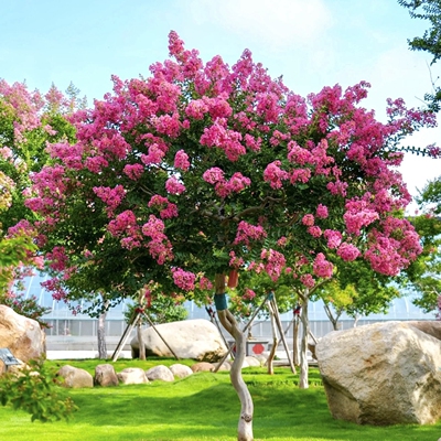 紫薇树苗庭院四季开花好养易活