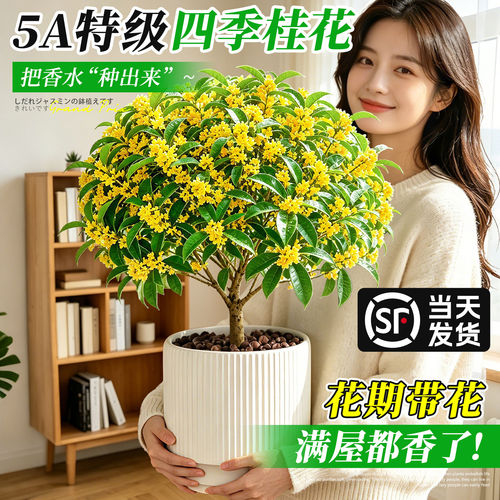 桂花树苗盆栽室内阳台花卉植物四