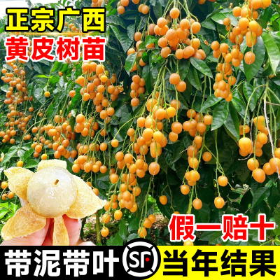 鸡心黄皮果树果苗纯甜正宗大苗