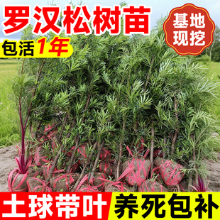 罗汉松树苗盆景小叶雀舌室外庭院盆栽地栽大树造型树桩名贵绿化苗