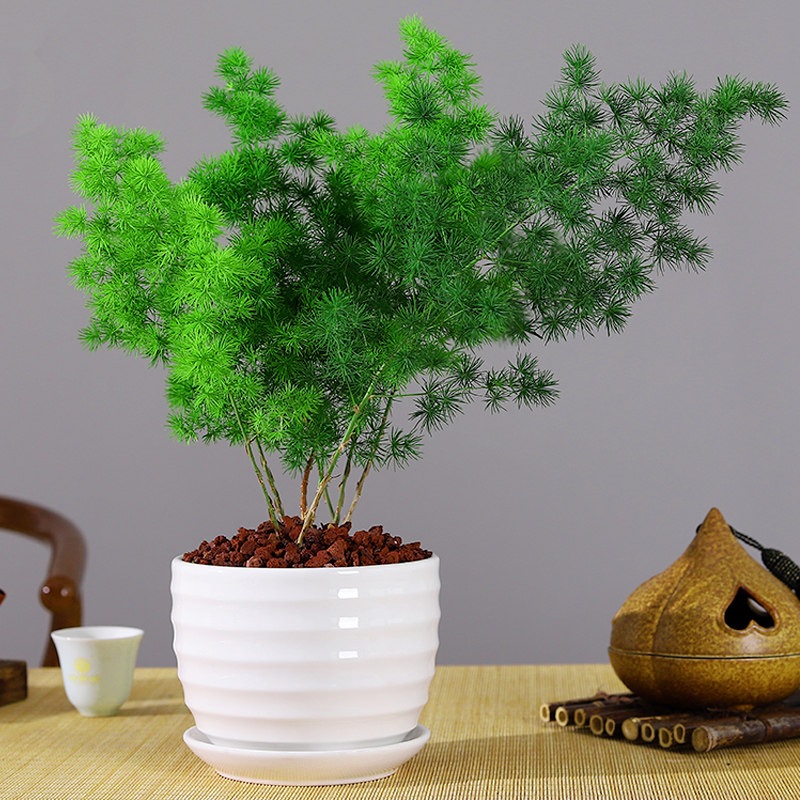 蓬莱松盆栽植物生肖猴室内招财松树苗小盆景花卉办公室绿植好养活