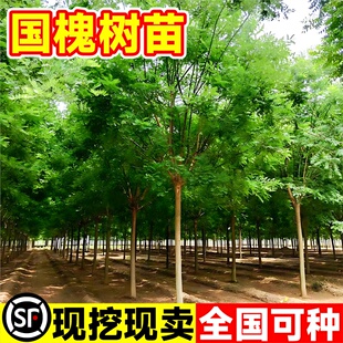 槐树树苗国槐别墅庭院风景大树洋槐花绿化苗木四季常青植物黄金槐