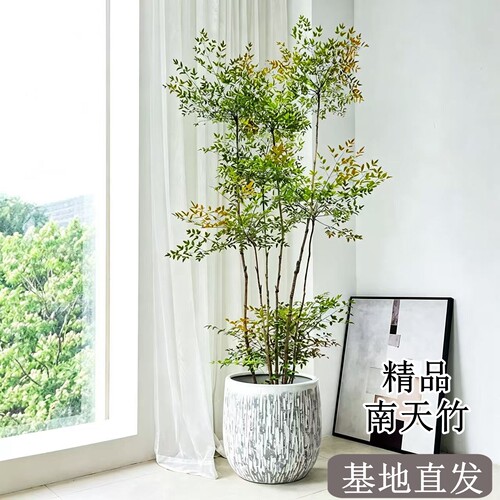 南天竹盆栽客厅大型植物耐寒耐旱