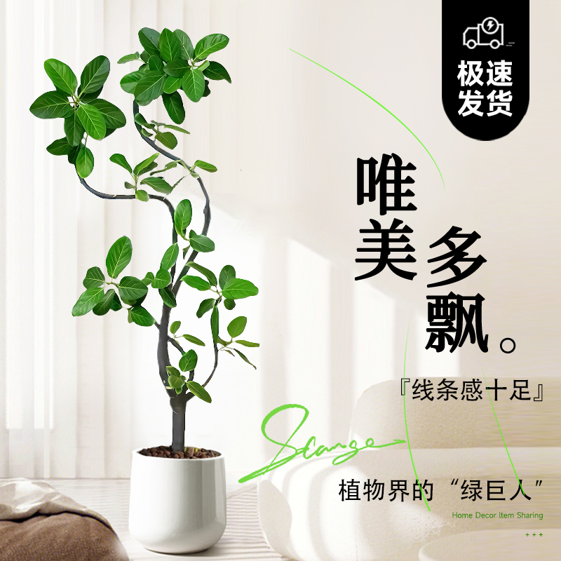 孟加拉榕绿植室内大型植物高山榕客厅落地式室内大盆栽真花黄金榕