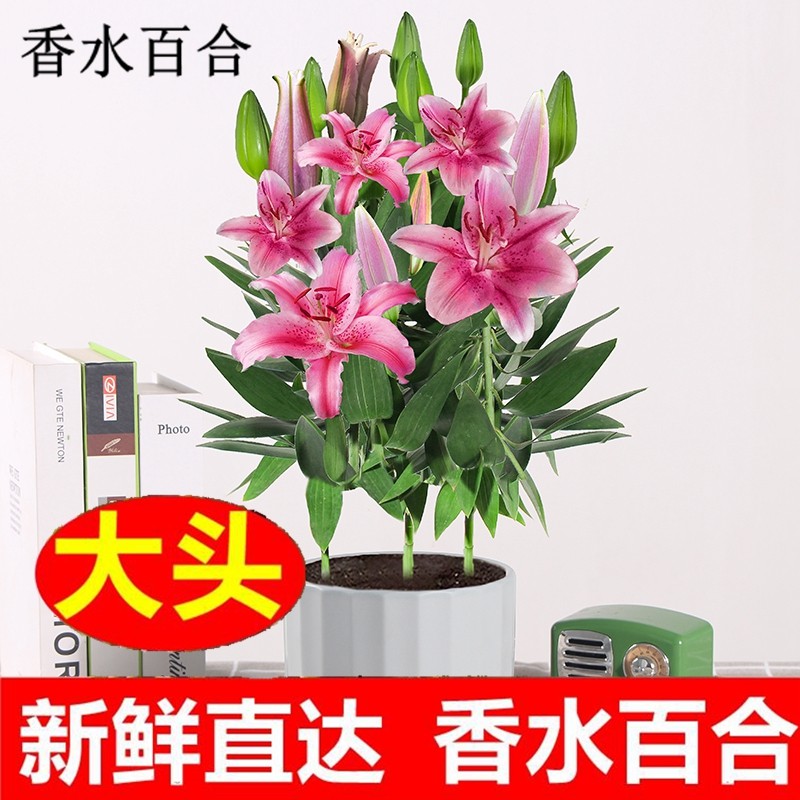 香水百合盆栽鲜花带花苞室内客厅懒人好养开花绿植浓香型植物花卉