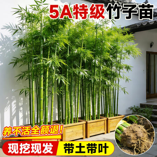 竹子苗盆栽庭院四季常青好养易活