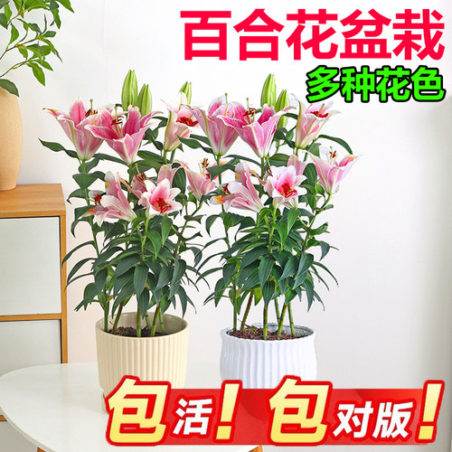 香水百合阳台鲜花盆栽四季好养