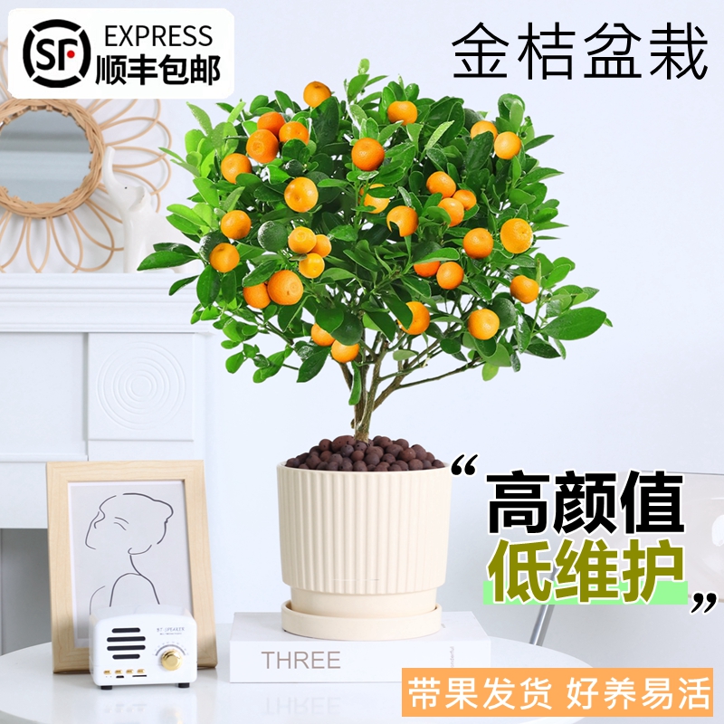 四季金桔树可食用四季结果