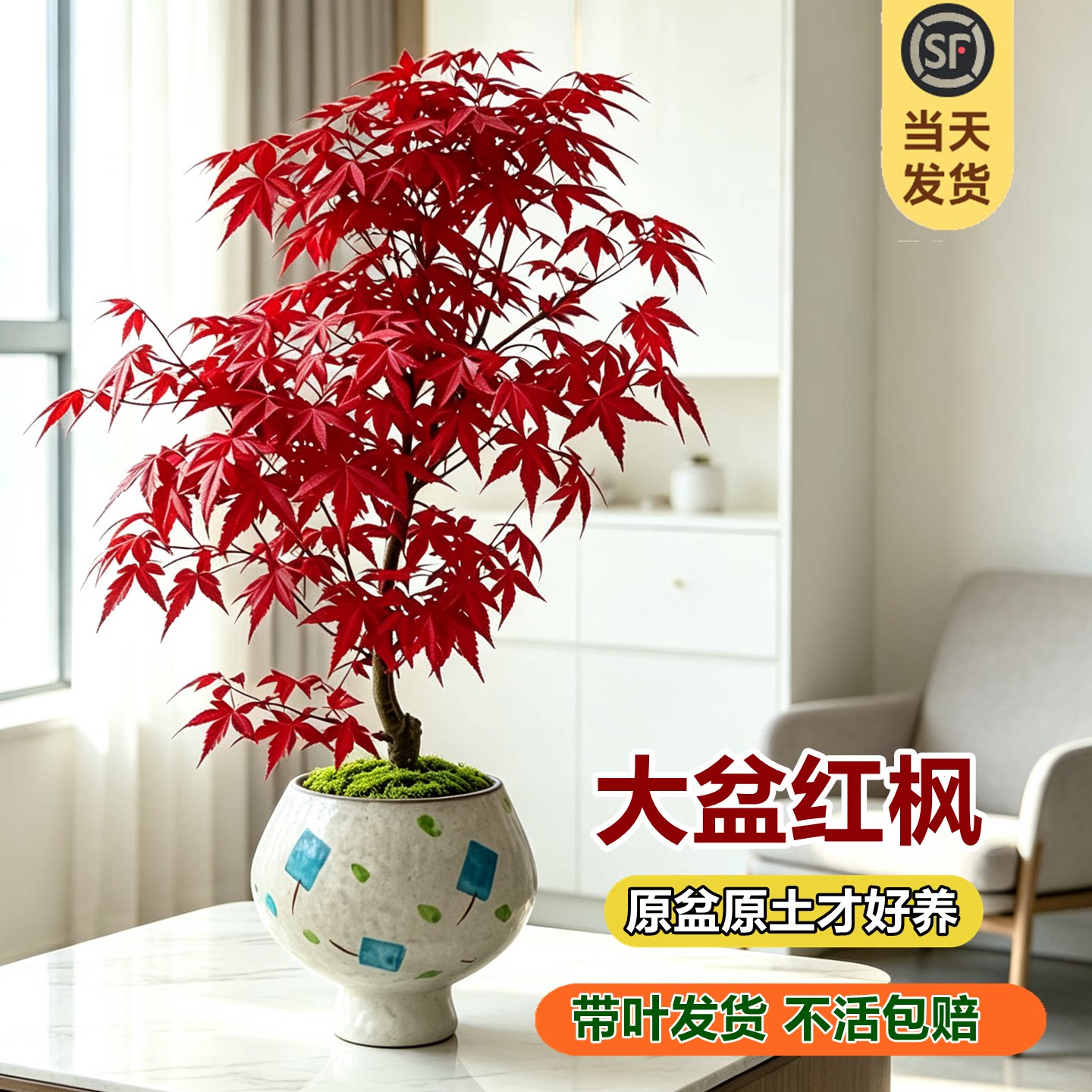 日本红枫盆景红舞姬红枫盆栽树苗图片