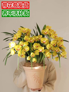 大花蕙兰盆栽带花苞兰花企黑墨兰绿植春节年宵花卉室内客厅植物