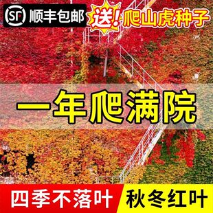 爬山虎爬藤绿植开花种子树苗爬墙虎植物攀爬藤蔓类常青不落叶四季