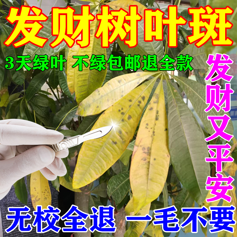 发财树叶斑病专用药杀菌剂治叶子发黄枯掉叶烂根营养液肥料专用肥