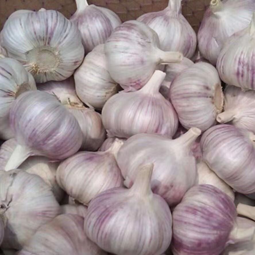 河南农家新干蒜大蒜头5斤紫白皮大蒜250g起干蒜批发新鲜蔬菜包邮