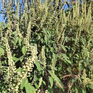 云南新鲜野坝子茶 无硫野山茶 清热纯天然清火清凉本草解暑茶