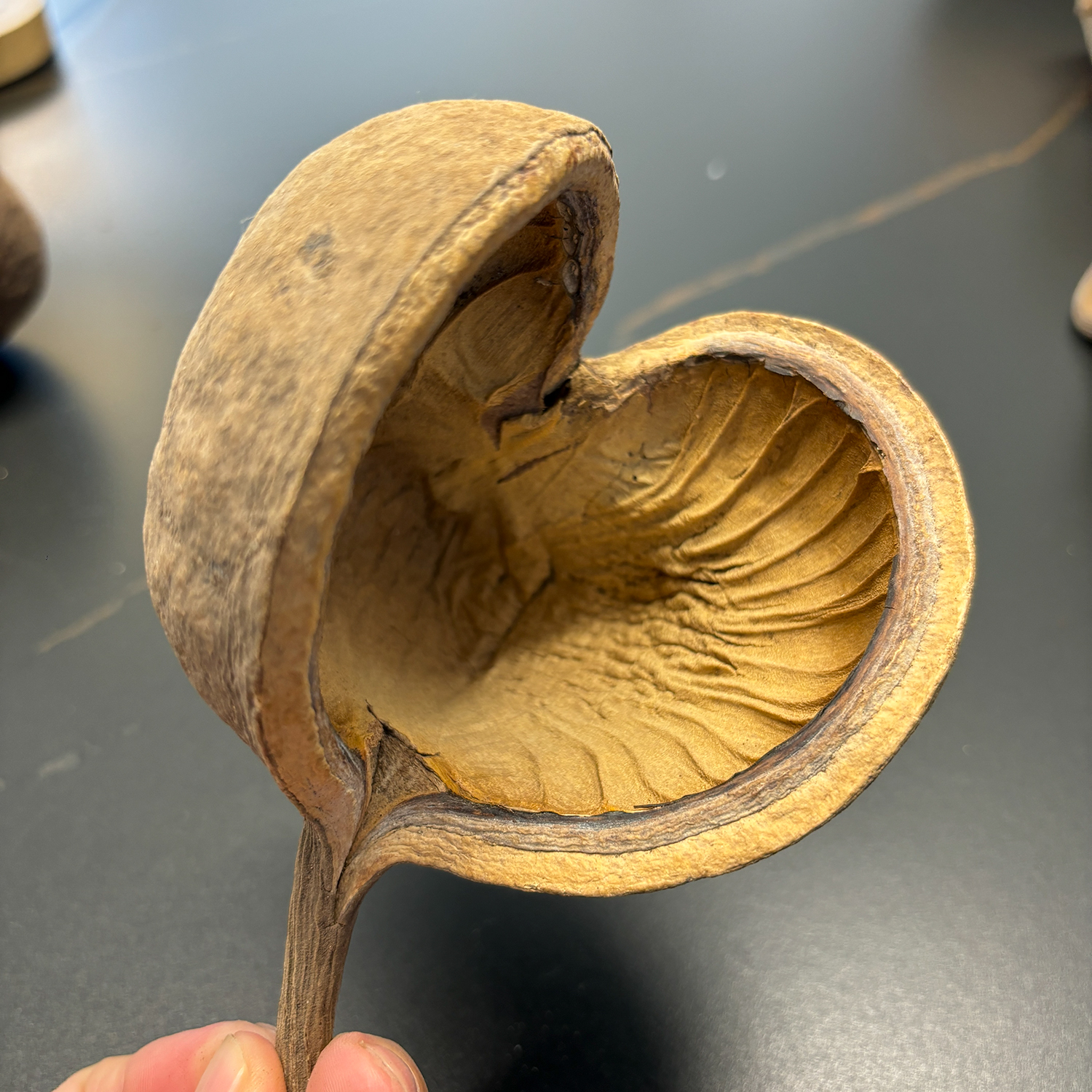 天然植物森系家居摆设桌面道具