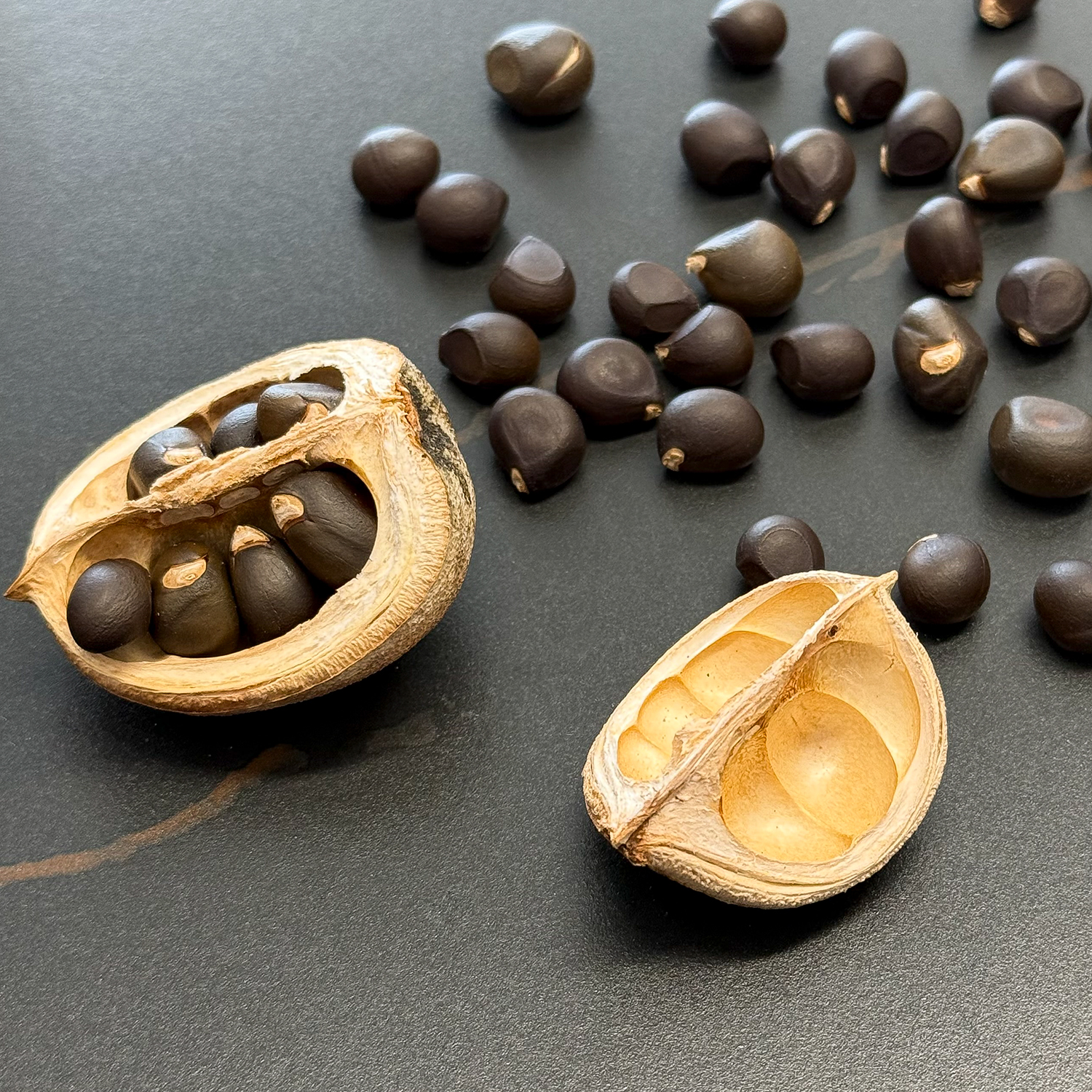 天然文冠果种子可种植可观赏