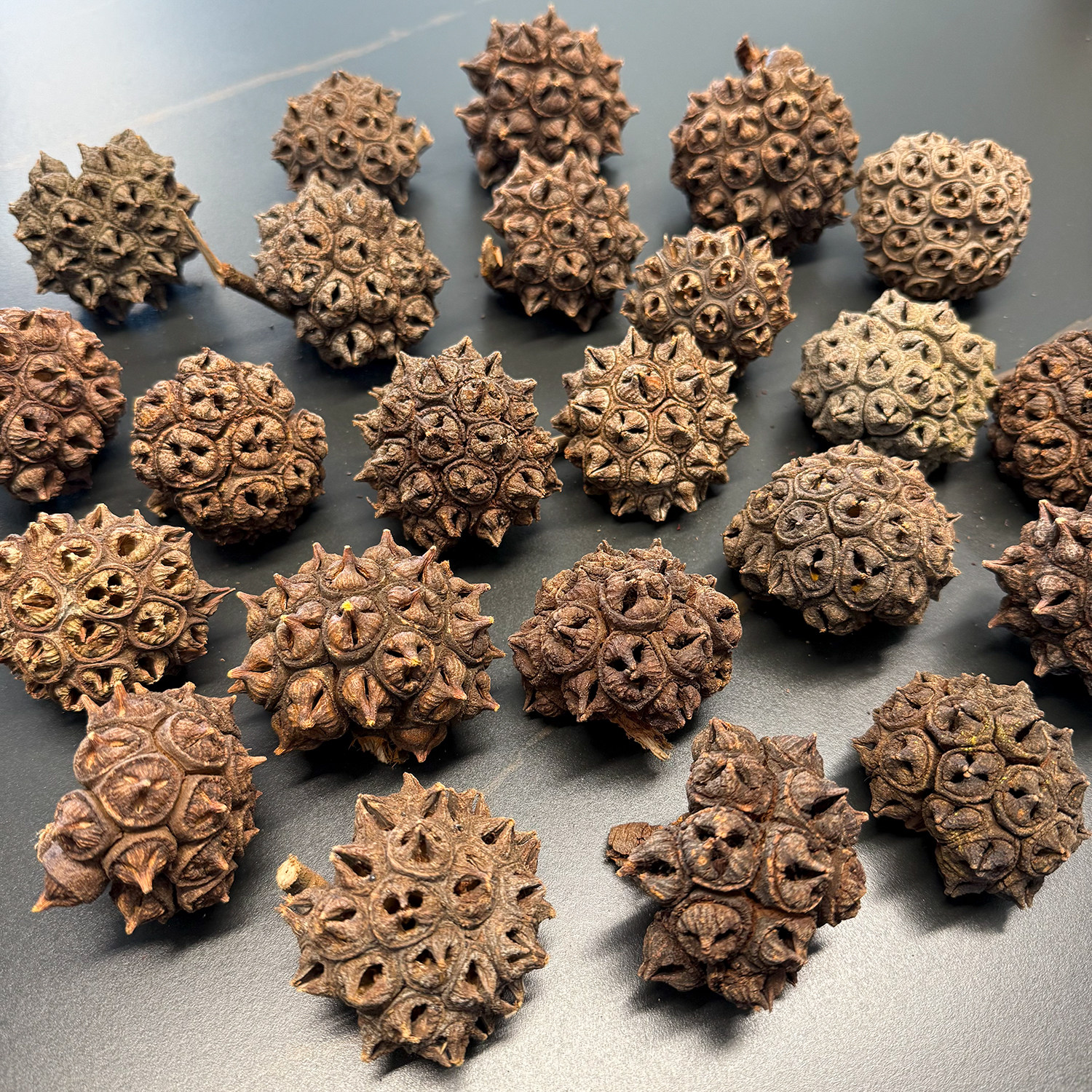 多头铃进口果壳干果森系装饰插花摆件创意diy相框植物果实收藏,家居饰品,干花/花瓣/干花包/干树枝,淘宝优惠券,粉丝福利购,淘宝优惠卷