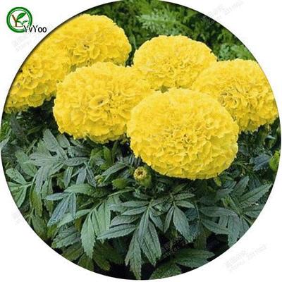 Yellow Marigold Seeds Bonsai Flower for Indoor Rooms Seed 50