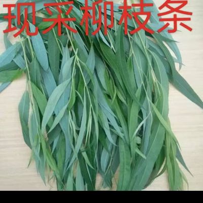 野生新鲜柳树叶子柳叶垂柳枝叶杨柳叶子柳枝柳条中药草装饰摆件