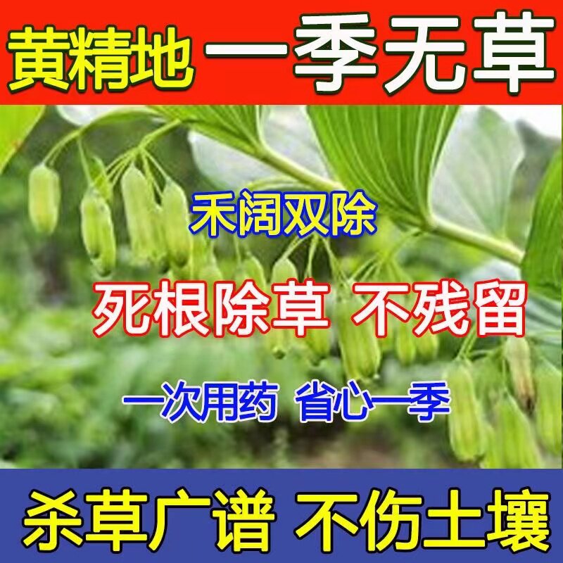 黄精除草剂安全不伤苗黄精苗后除草剂药材地除草烂根剂三年不长草