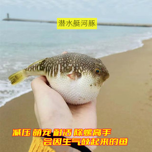 河豚鱼观赏鱼潜水艇小型热带鱼清道夫斑马狗头鱼淡水鱼新手好养活