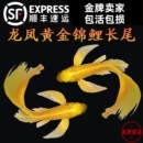 观赏鱼纯种龙凤锦鲤长尾黄金锦鲤冷水自来水鱼淡水好养耐活鱼苗