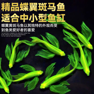 荧光蝶翼斑马鱼大帆长尾绿翡翠长鳍活体小型鱼冷水鱼观赏鱼灯科鱼