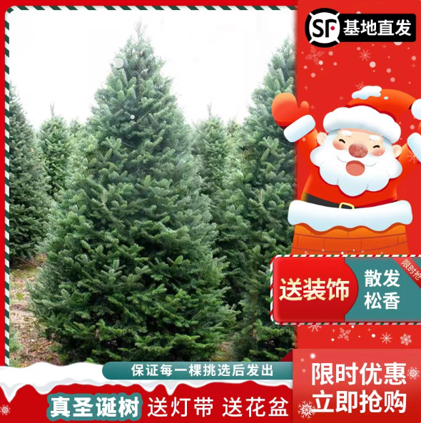 圣诞树真树盆栽2025新款只发精品