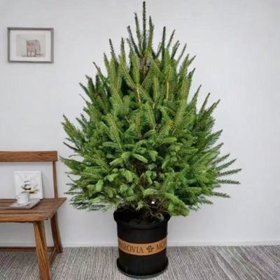 真的圣诞树2025新款精选每一颗