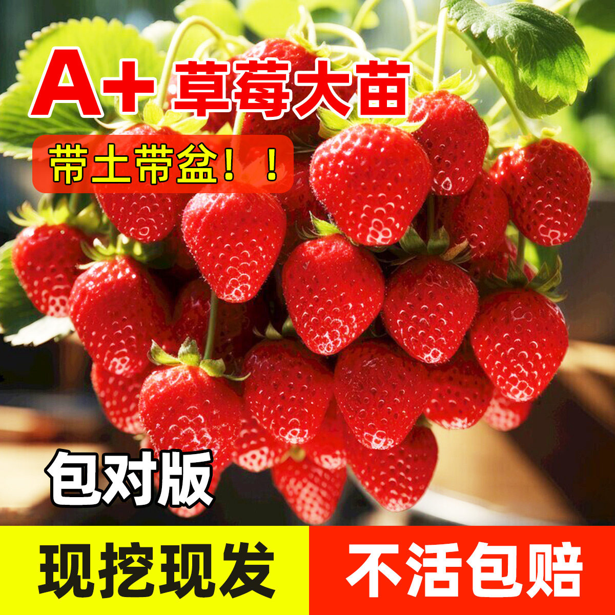 奶油草莓苗秧四季结果盆栽特大号阳台种植种子隋珠批发原土原盆,鲜花速递/花卉仿真/绿植园艺,种苗/半成品盆栽,淘宝优惠券,粉丝福利购,淘宝优惠卷