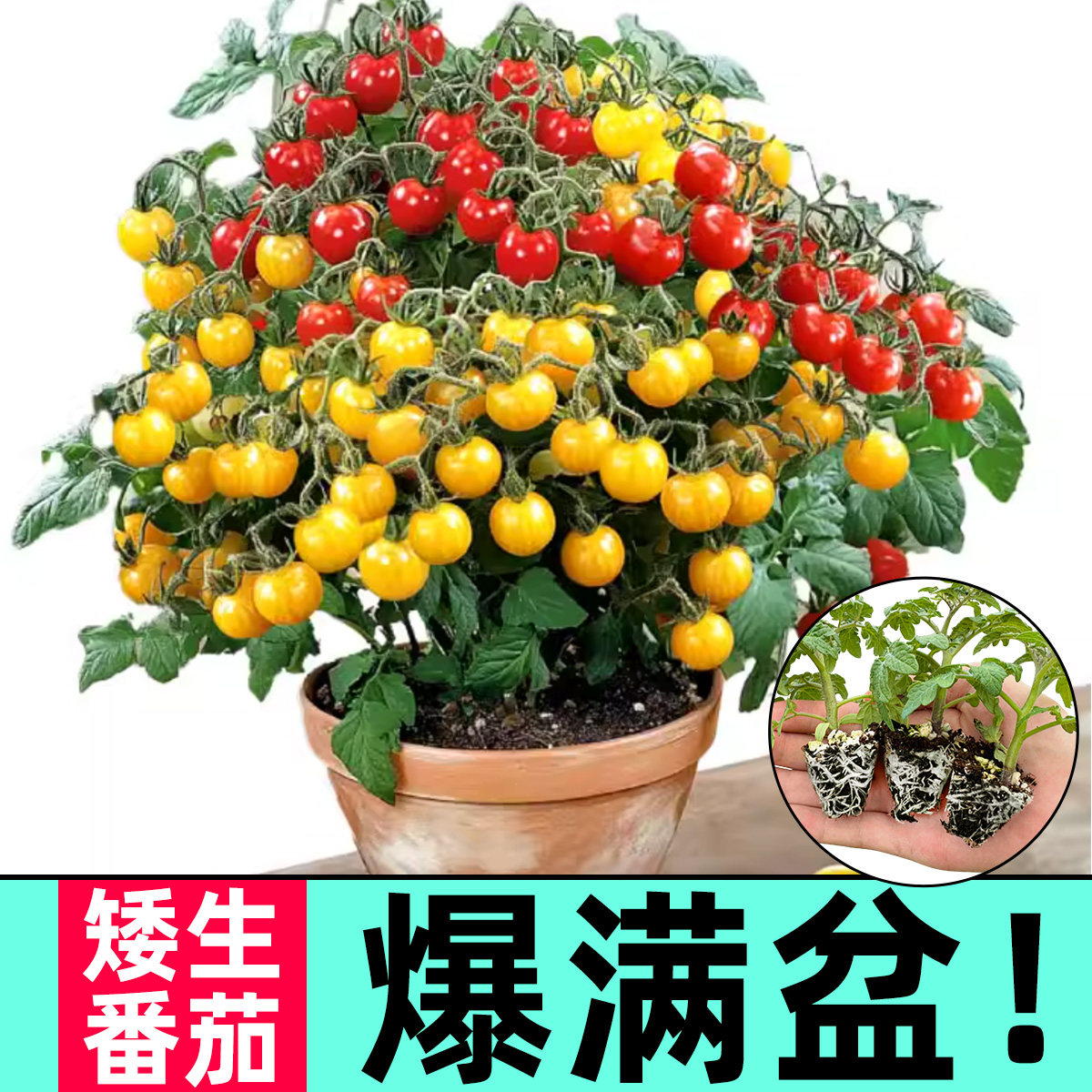【30天爆果】矮生番茄苗耐寒抗冻