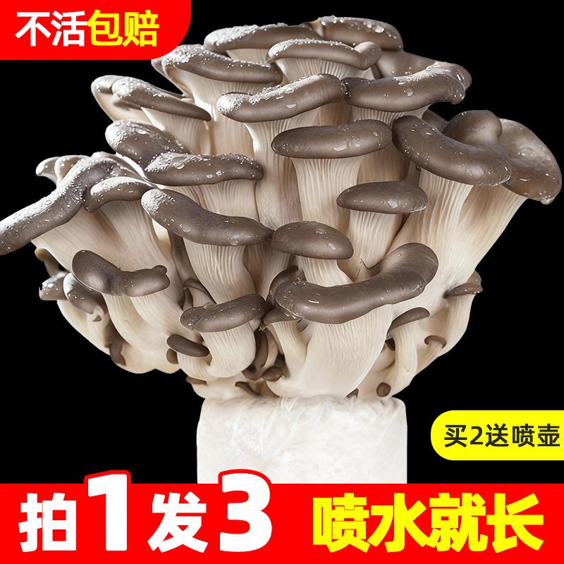 可食用蘑菇菌包家庭种植包儿