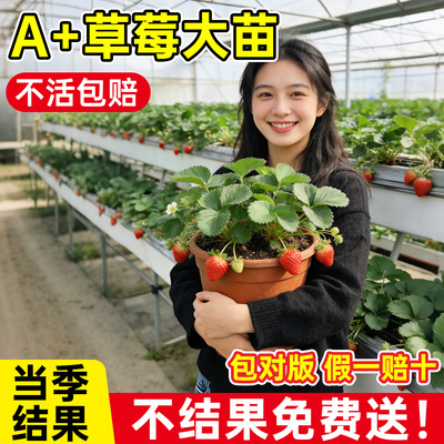 基地自产草莓苗安全可口