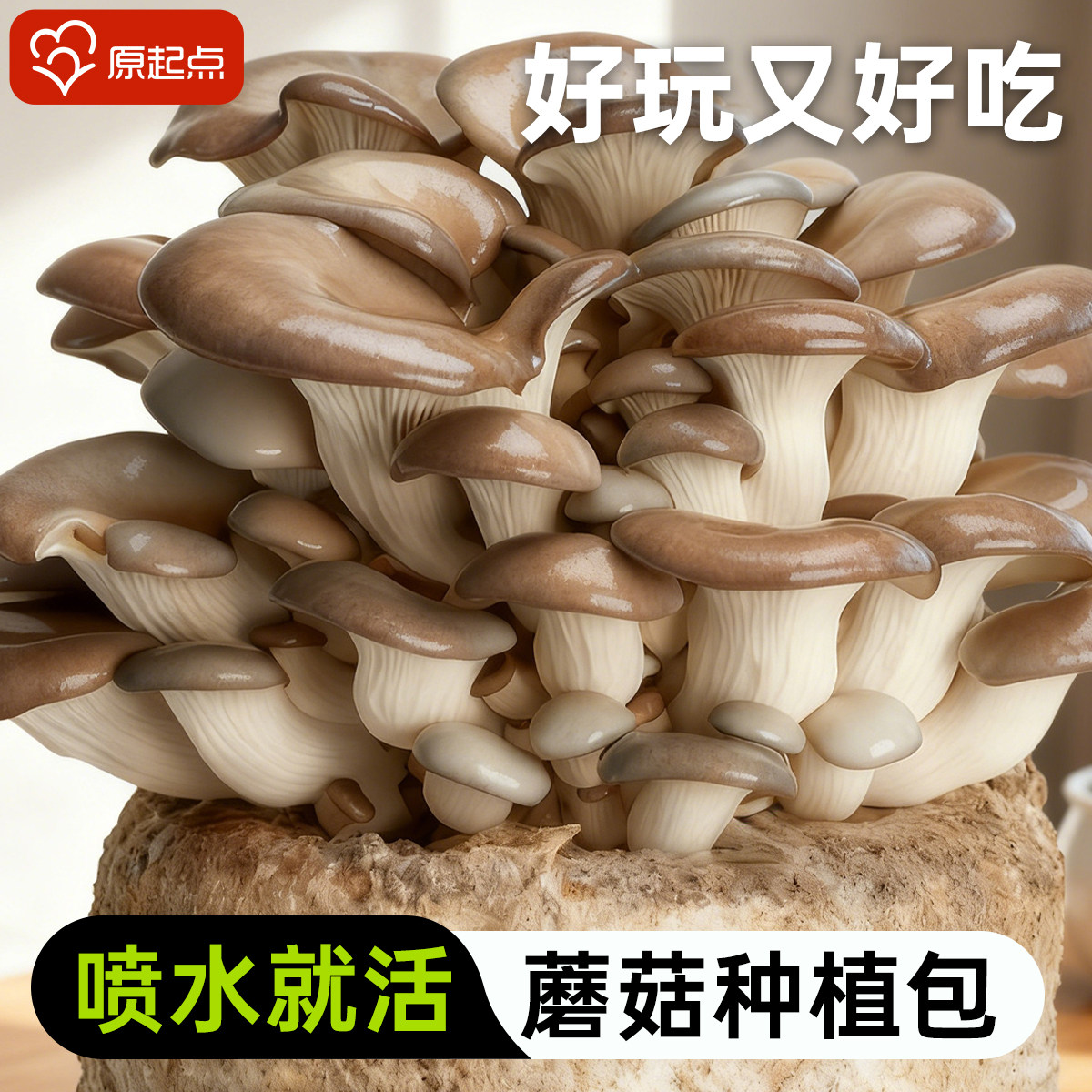 蘑菇种植包可食用黑平菇菌菇包儿童趣味盆栽宝宝香菇包,鲜花速递/花卉仿真/绿植园艺,多肉植物,淘宝优惠券,粉丝福利购,淘宝优惠卷