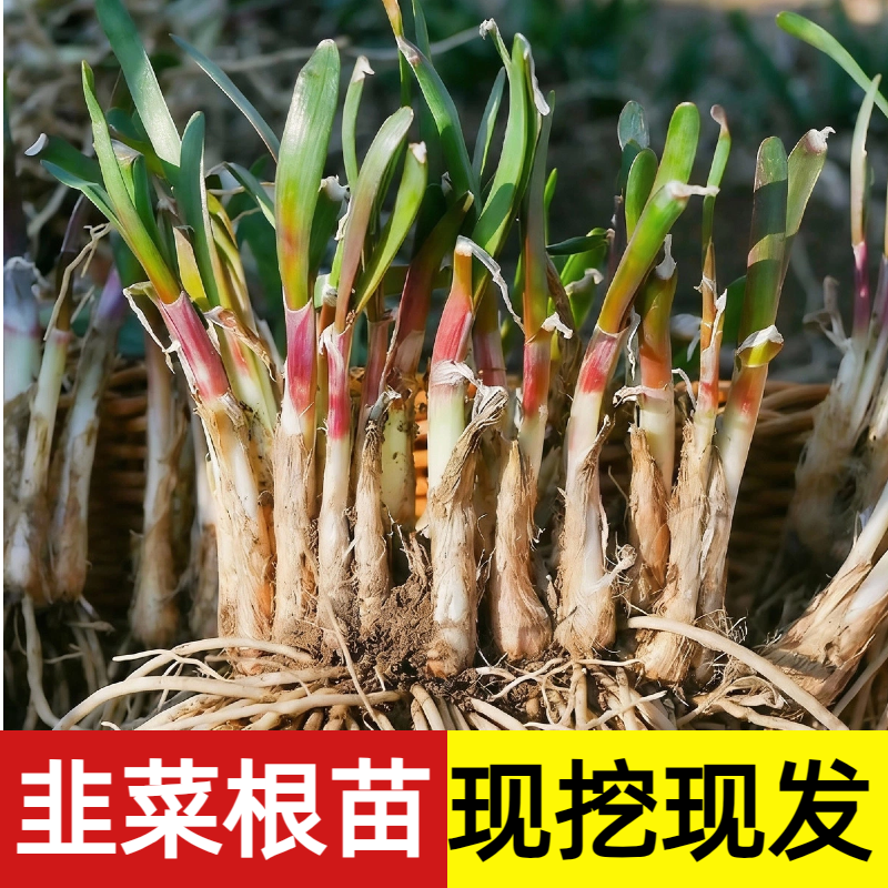 现挖紫根宽叶韭菜根苗四季种子种籽子阳台苗紫根盆栽籽种小叶根土