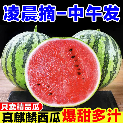 超甜麒麟西瓜现摘现发坏包赔