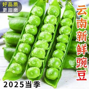 新鲜青豌豆荚带壳 云南现摘现发水果青豆颗粒饱满甜豆角蔬菜包邮