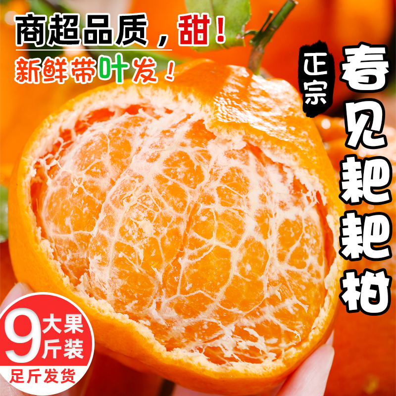 【新品特惠】正宗四川春见耙耙柑