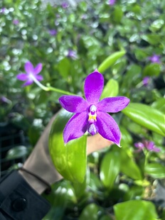 蝴蝶兰原生苗【红色珍妮佛】2.5寸杯 不带花剑 叶片有瑕疵