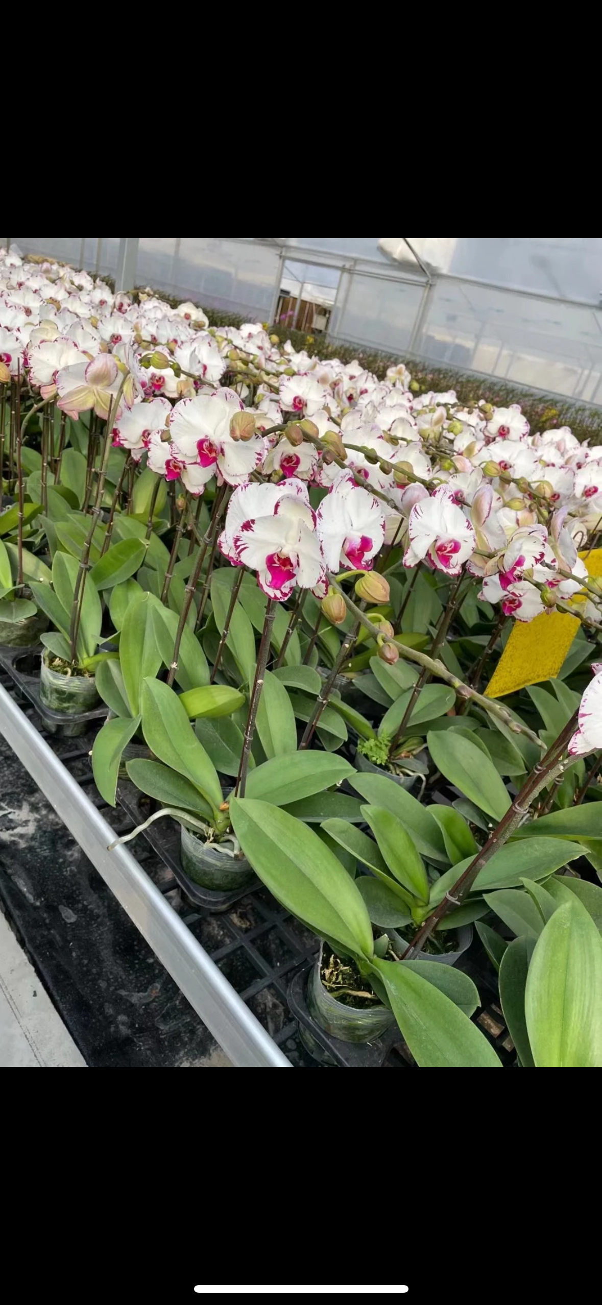 蝴蝶兰【黑闪电】2.8寸杯 不带花剑 瑕疵 处理苗,鲜花速递/花卉仿真/绿植园艺,国兰/杂交兰/洋兰类,淘宝优惠券,粉丝福利购,淘宝优惠卷