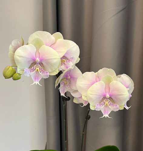 蝴蝶兰【波妞】2.8寸杯 带花剑