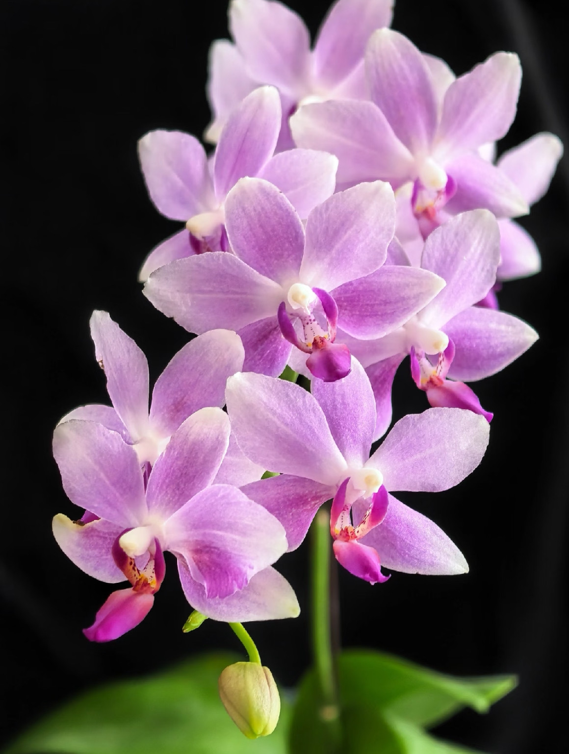 蝴蝶兰【紫水仙】2.8寸杯 不带花剑