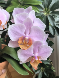 蝴蝶兰【图尔坎】2.8寸杯 不带花剑