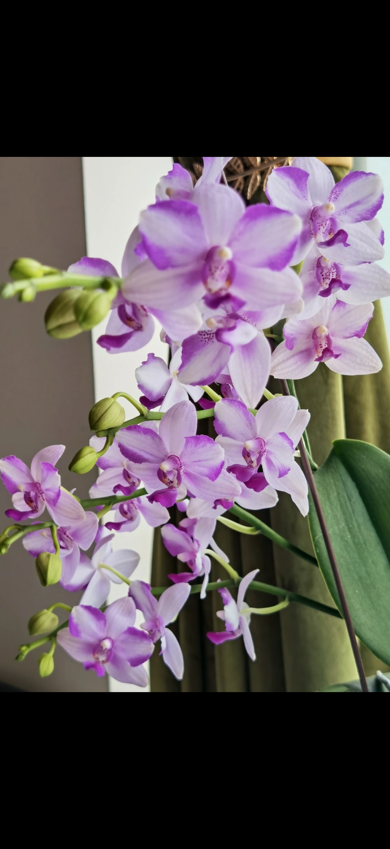 蝴蝶兰【紫水晶】3.0寸加高杯 带花剑,鲜花速递/花卉仿真/绿植园艺,国兰/杂交兰/洋兰类,淘宝优惠券,粉丝福利购,淘宝优惠卷