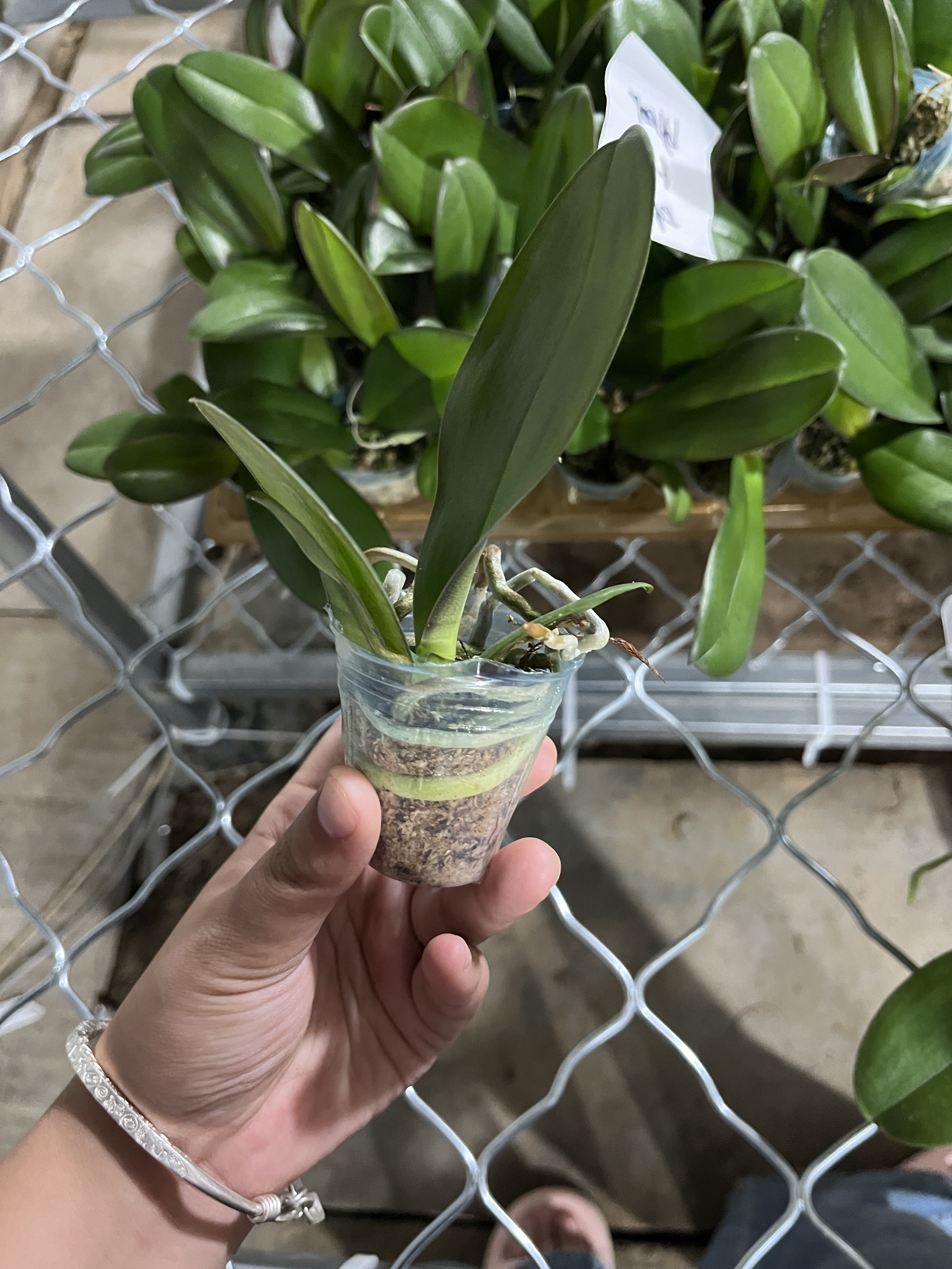 【六颗六个不同品种】蝴蝶兰1.7寸杯宝宝苗 个别有瑕疵 无售后