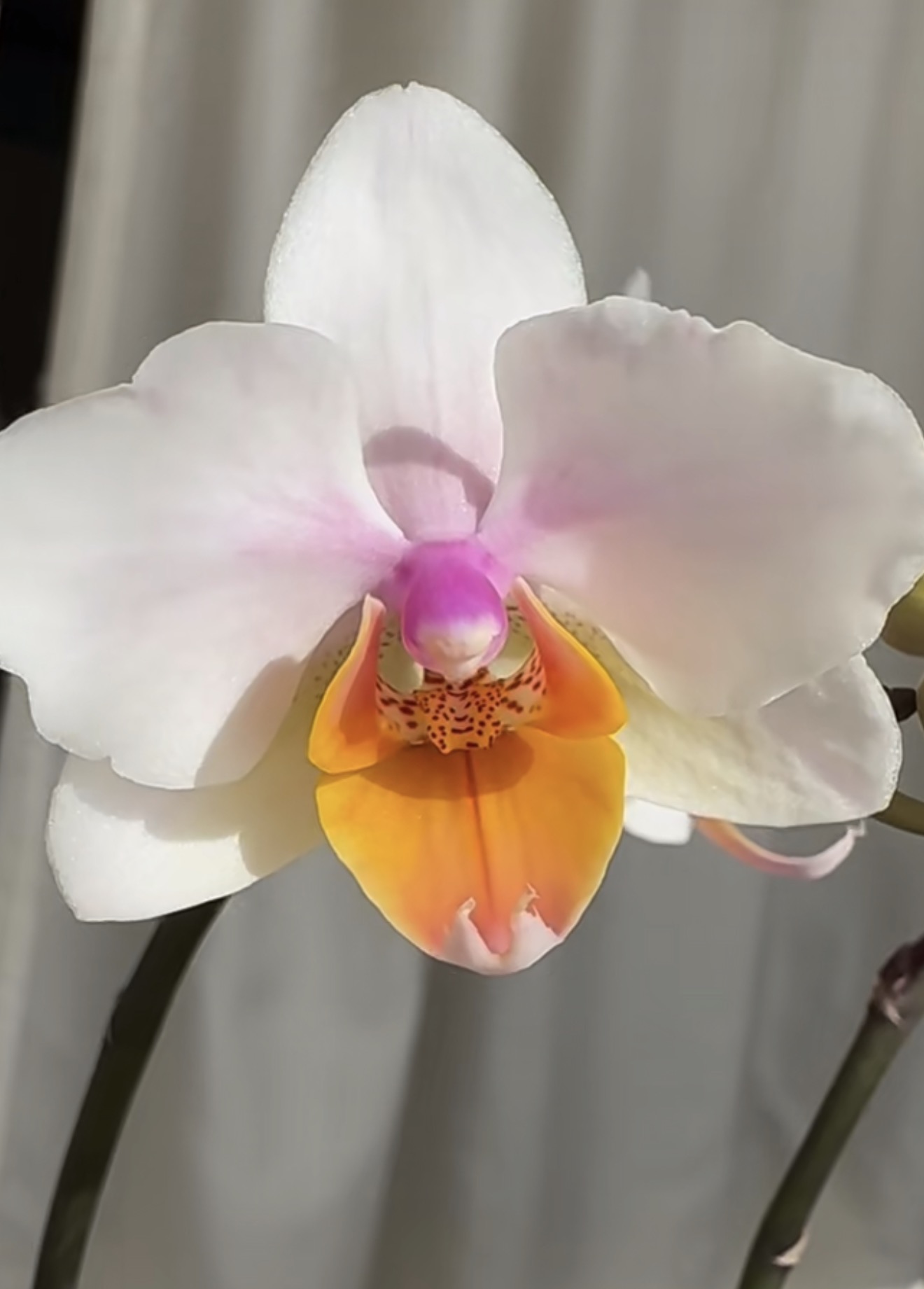 蝴蝶兰【玉芙蓉】2.8寸杯带花剑